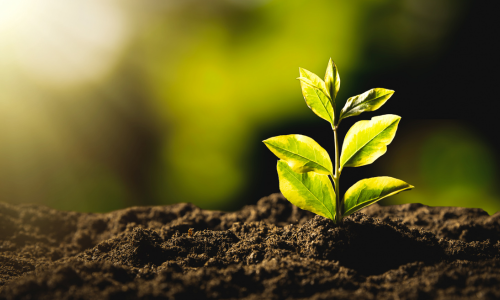 Environmental Services